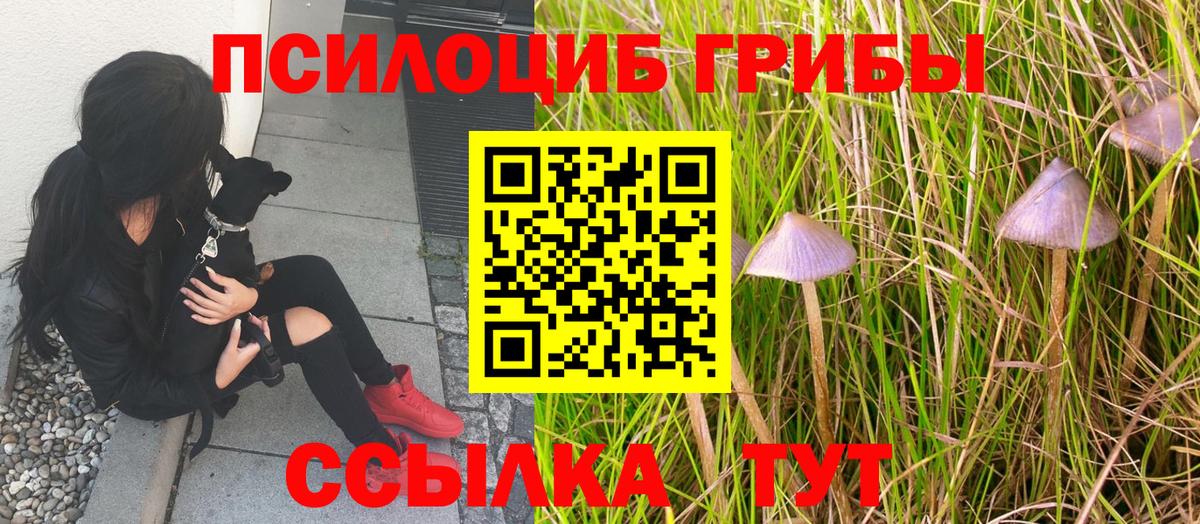 Псилоцибиновые грибы мицелий  Вход с VPN  Луховицы  Псилоцибиновые грибы Cubensis 